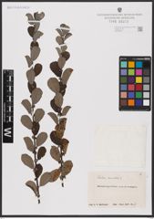 Foto von Salix aurita L.